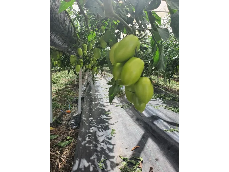 Farm for sale