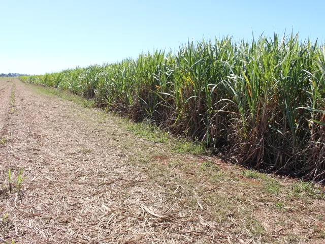 78 Acres of the best agricultural land 10 mins out of Bundaberg.