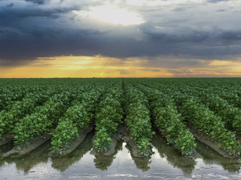 One of Australia’s Largest Irrigated Cotton Operations