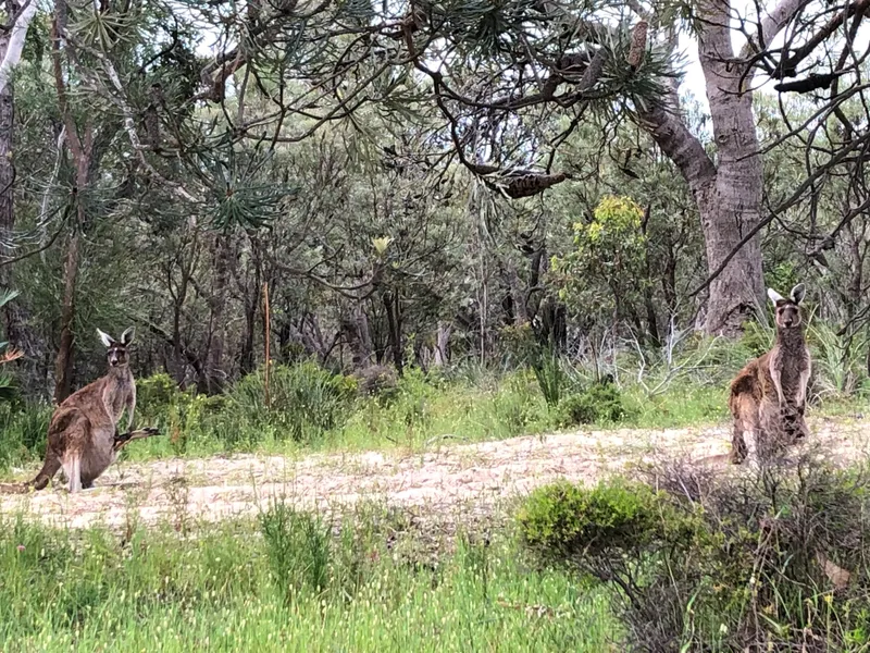 Peaceful block of land in College Grove - Owner is keen to Sell