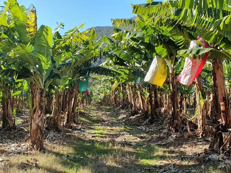 Banana Farm and Packing Shed Far North Qld