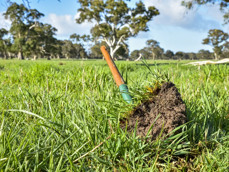 Premier Blue-Ribbon Grazing
