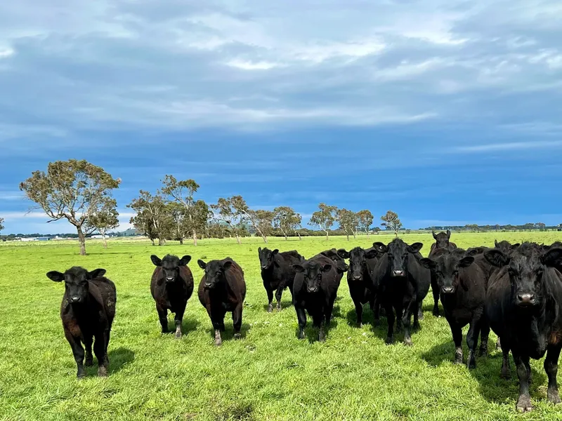 Dairy / Beef / Sheep Outpaddock or Fodder Conservation / Cropping