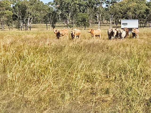 DEVELOPED GRAZING BLOCK WITH EXCELLENT FENCING, WATER & NEW STOCKYARDS!
