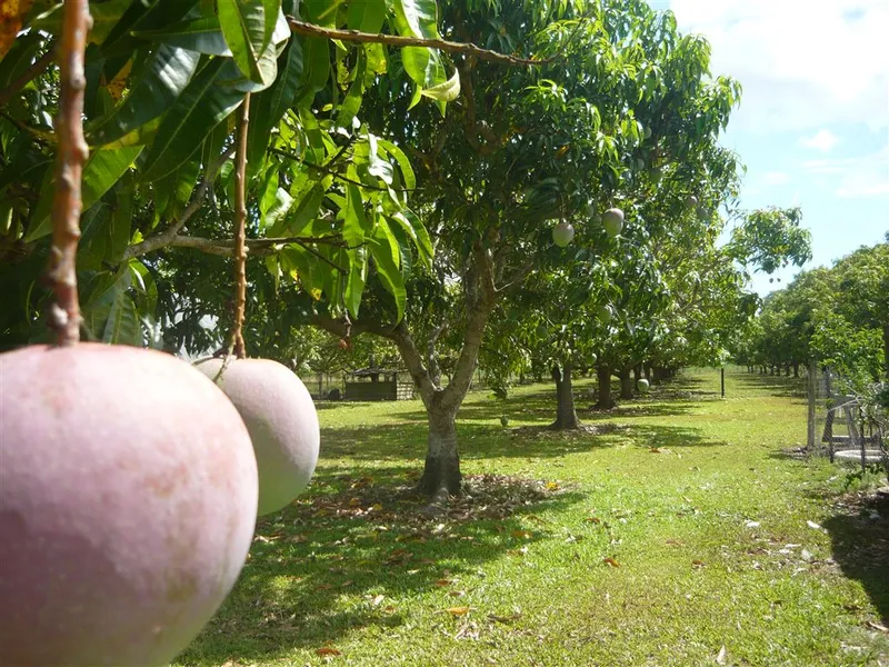 Ideal Acreage Lifestyle - with income - Love Mangoes?