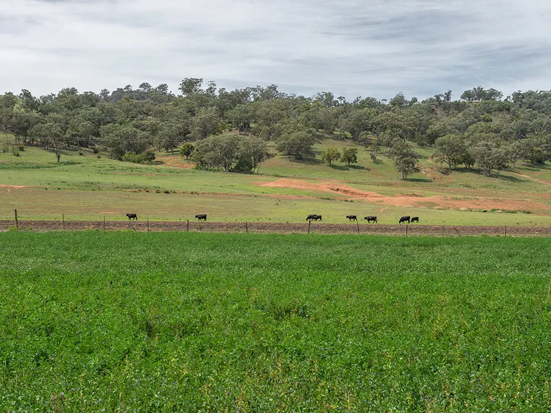 BEEF & HAY PRODUCTION FACTORY