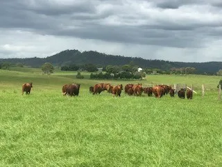 LOWER WONGA - Fertile, Water & Production