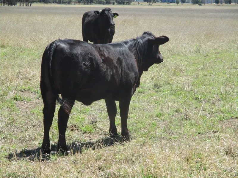 2 HOMES, BORE, DAMS, WELL GRASSED