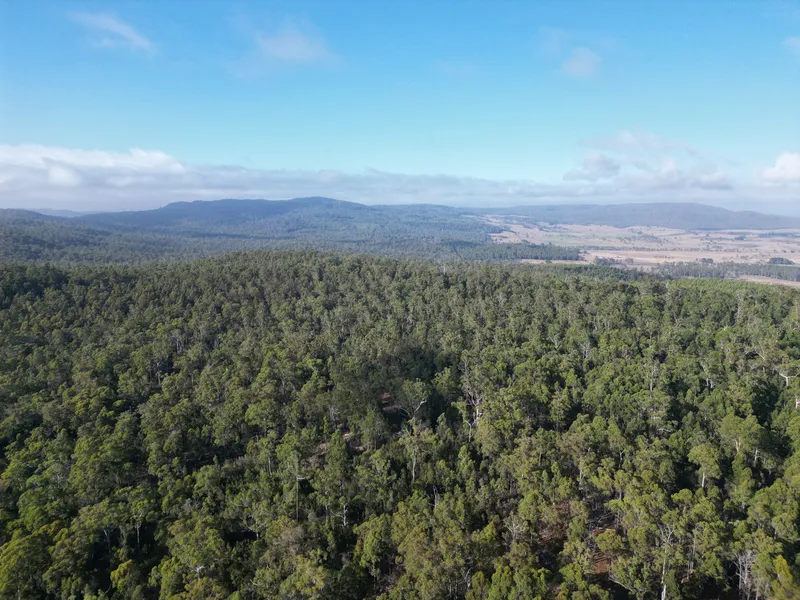 300 acres heavily timbered bush block