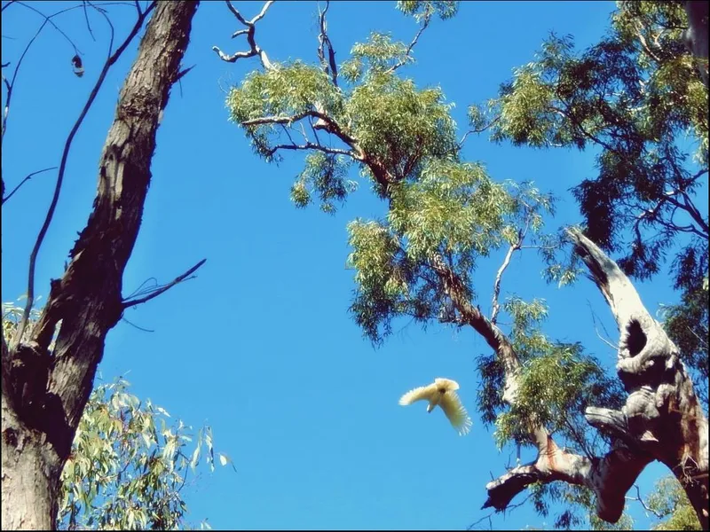 TOTAL “Live with Nature!” OFF GRID 20.35 Acres (8.234ha), + Seasonal Creek”