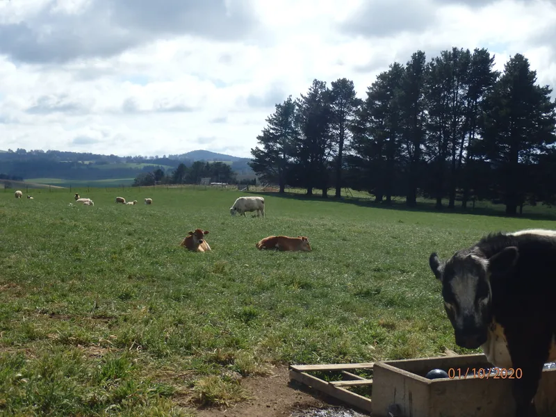 WATER, Farming, Manufacturing, Income:135 Pristine Acres, New House