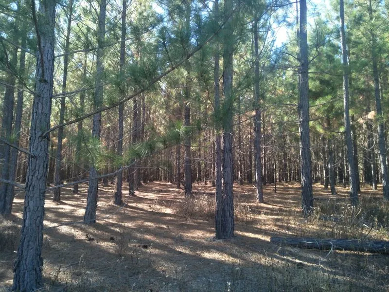 70 ACRE PINE AND HARDWOOD PLANTATION