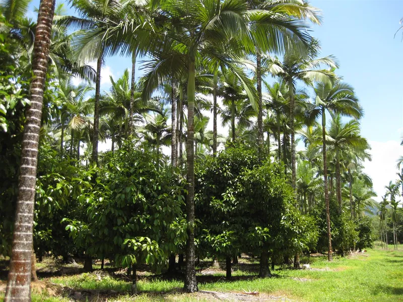 Large Exotic Tropical Fruit Orchard with Durian & Mangosteen