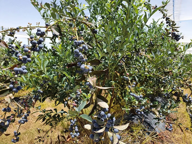Substantial Blueberry Operation