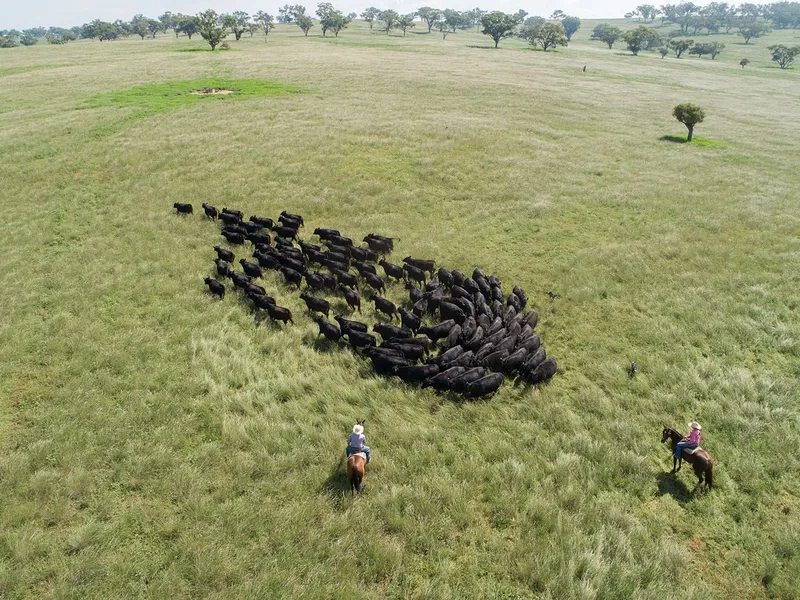 One of the best breeding & fattening properties in Coolah
