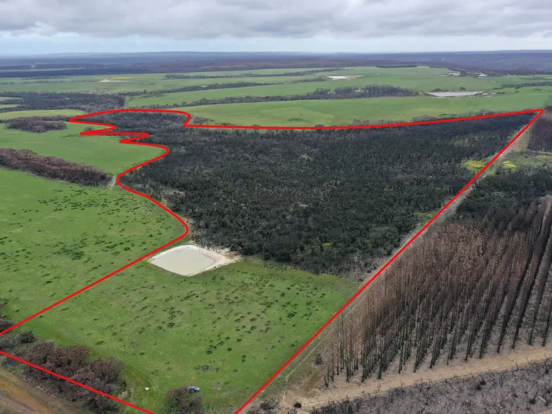Wilderness Land, Fire Affected Now Starting to Bloom!