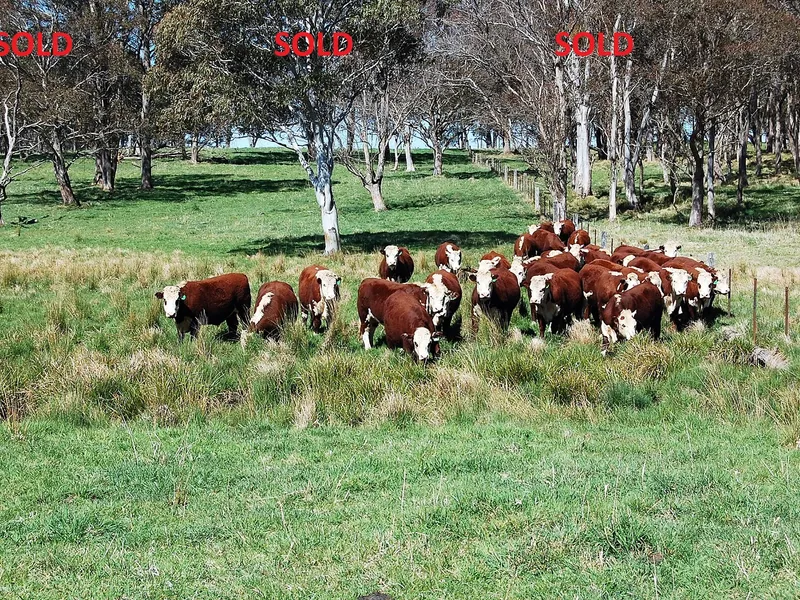 SOLD! Meldrum - A Premium 414.7 Ha  - 1024.74 Ac Of Breeding & Fattening Country