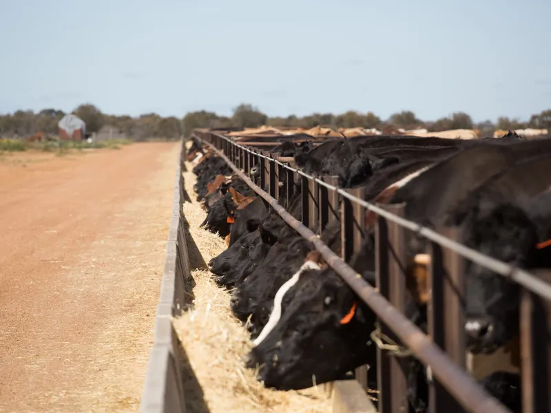 WestBeef Feedlot | Award winning beef feedlot in WA’s Wheatbelt region