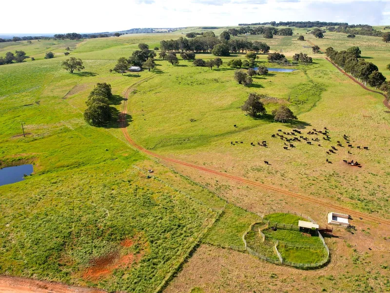 Cattle Heaven