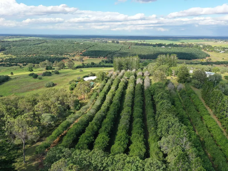 THE BEST BLOCK IN THE HINTERLAND