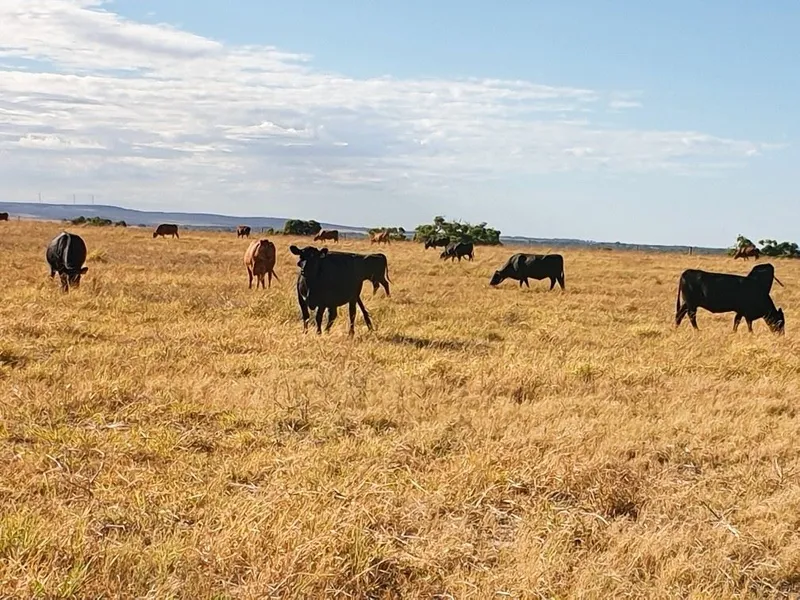 Jurien Bay- Cattle Farm with abundance of water & perennials