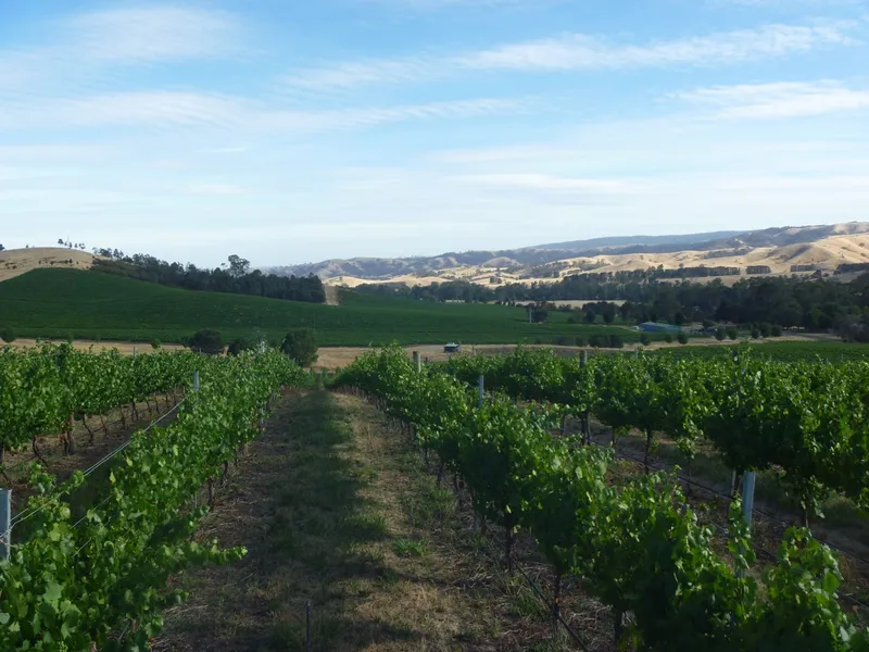 OUTSTANDING 93* HECTARE LANDHOLDING PLANTED TO A HIGH QUALITY 55* HECTARE VINEYARD