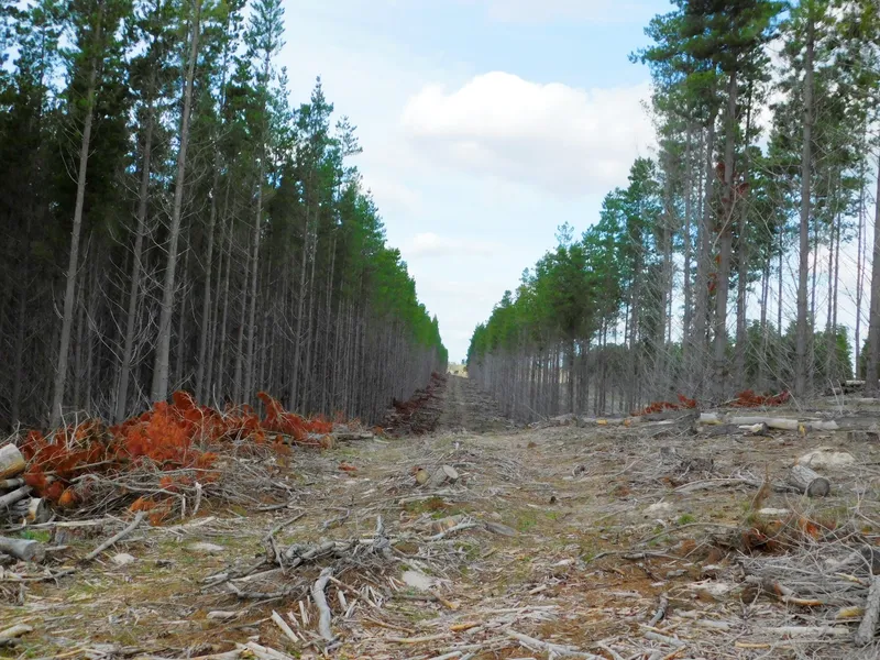 OLD PINE PLANTATION.