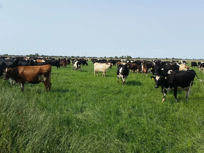 Highly Productive Dairy Holding