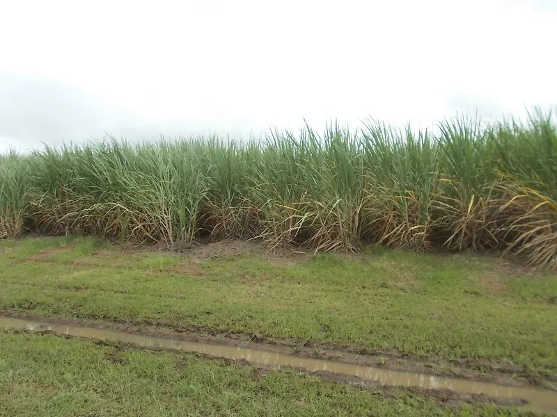 Cane Farming & Cattle Grazing