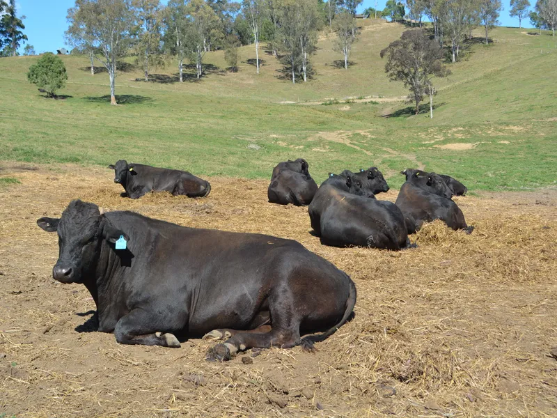 WORLD CLASS WAGYU AND INSPIRING VIEWS