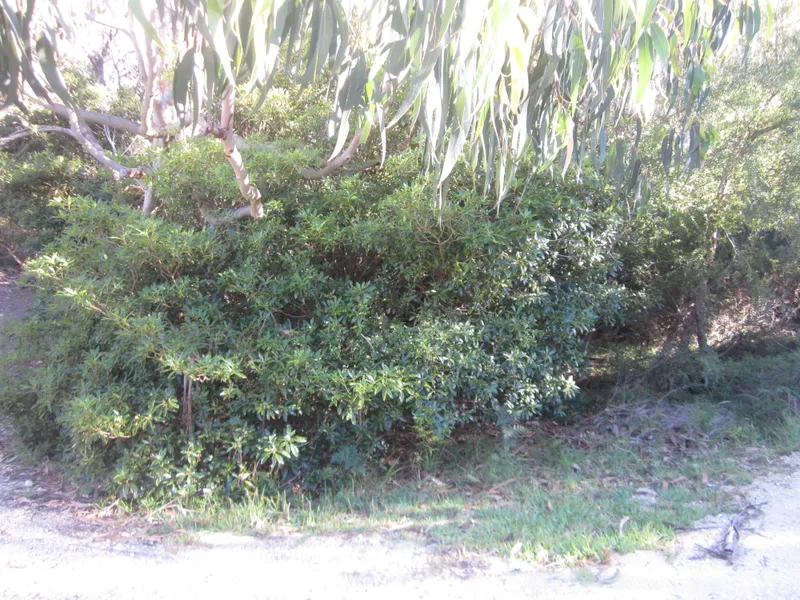 In Among The Gum Trees, With Lots of Wildlife!