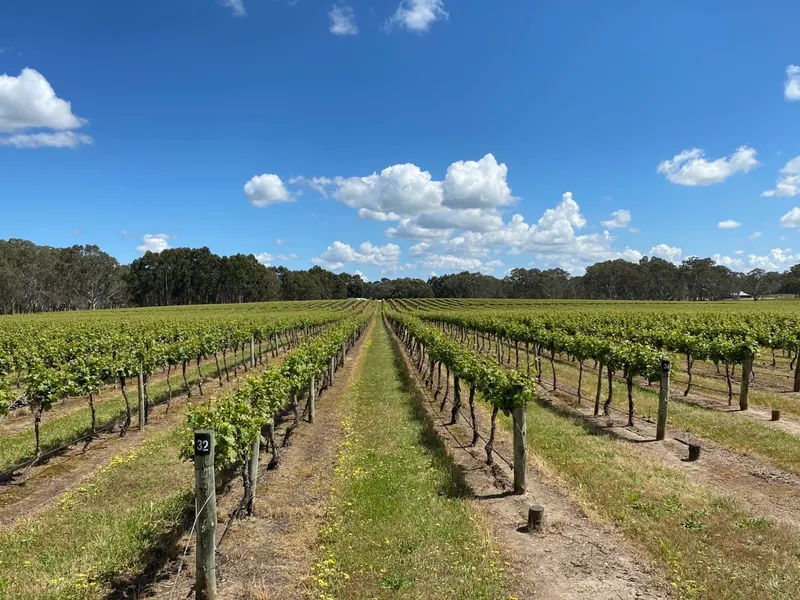 Karingal Vineyard | Productive Wrattonbully Vineyard & Lifestyle Opportunity