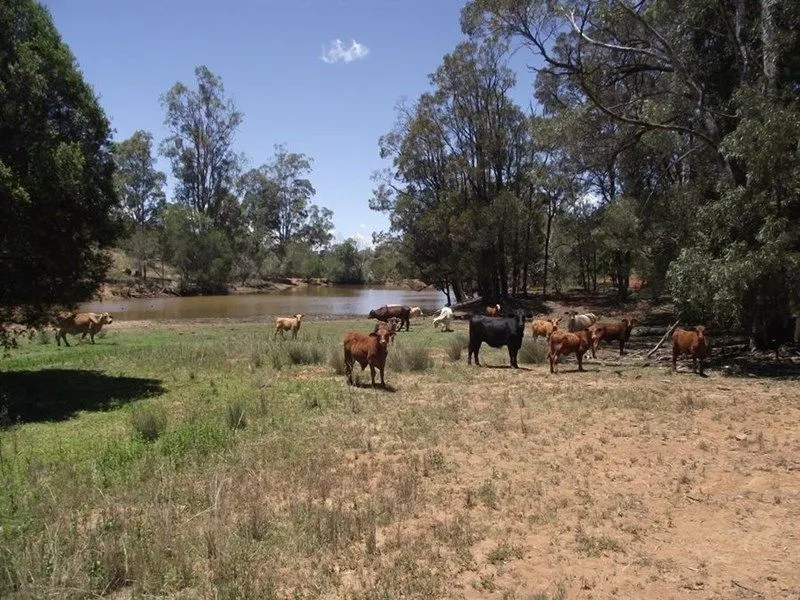 THE PERFECT GETAWAY or GRAZING BLOCK
