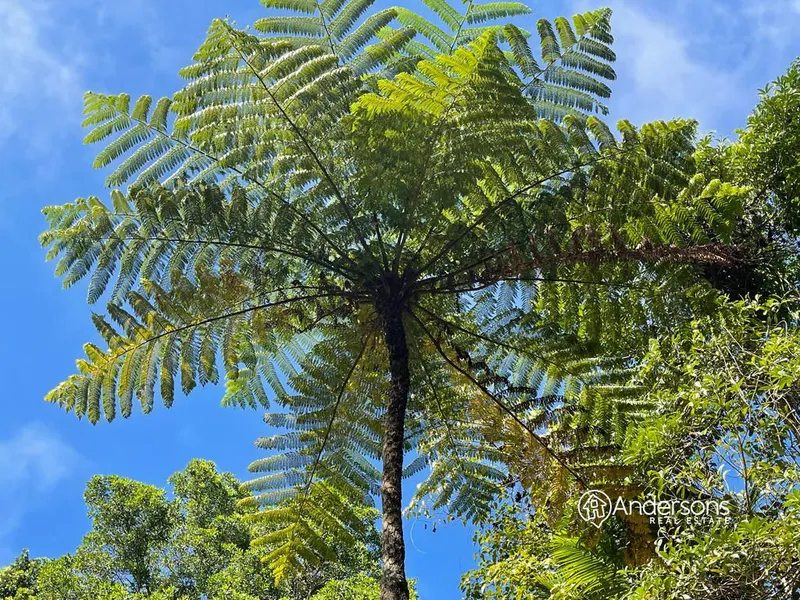 Is It Time For a Tree Change?