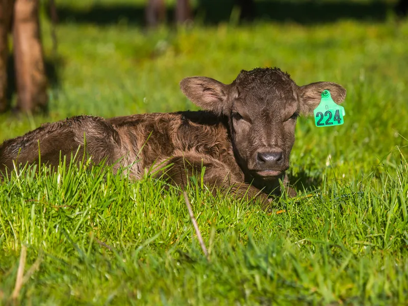 Highly-productive scalable valley aggregation with renowned Wagyu stud herd