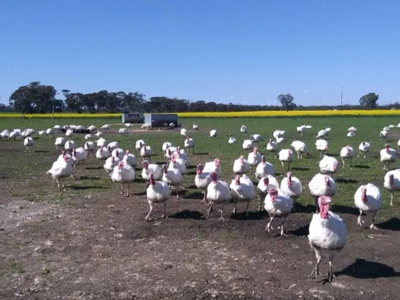 Pooginagoric Free Range Turkey Farm