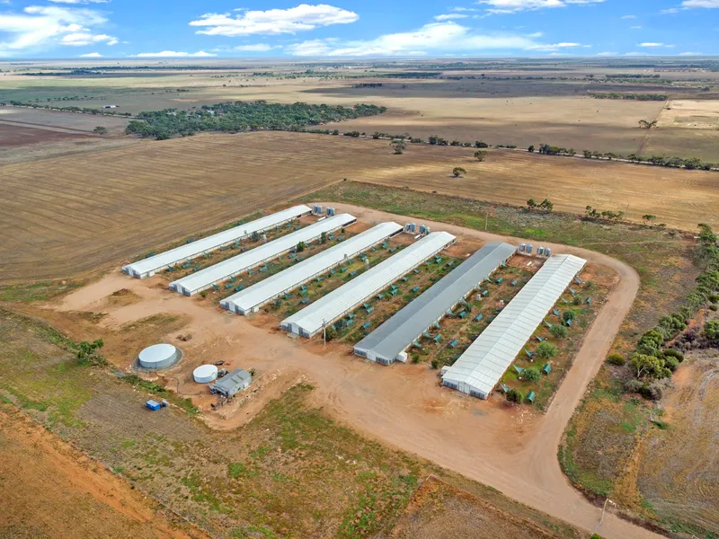 Free-Range Broiler Chicken Farm