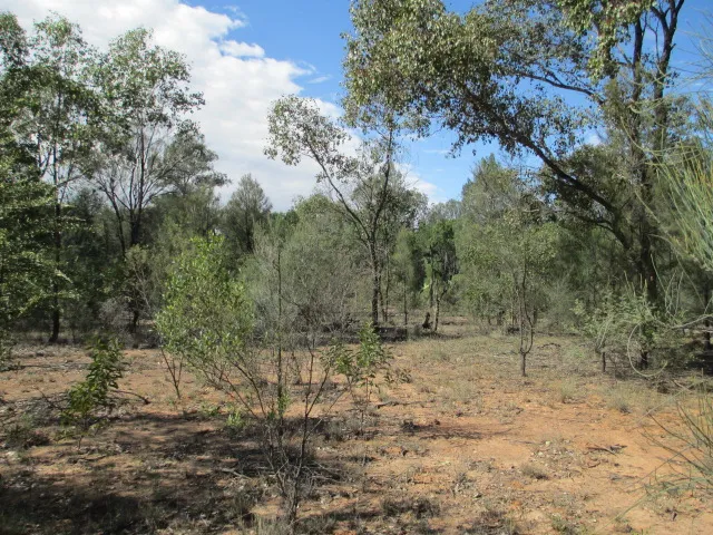 NEARLY 30 ACRES WITH A SEASONAL GULLY!