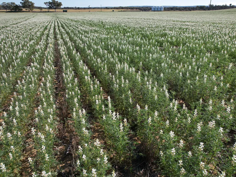 A Mixed Dryland Cropping & Livestock Opportunity