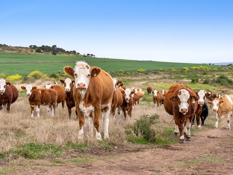 Blue-chip versatile, productive rural property!