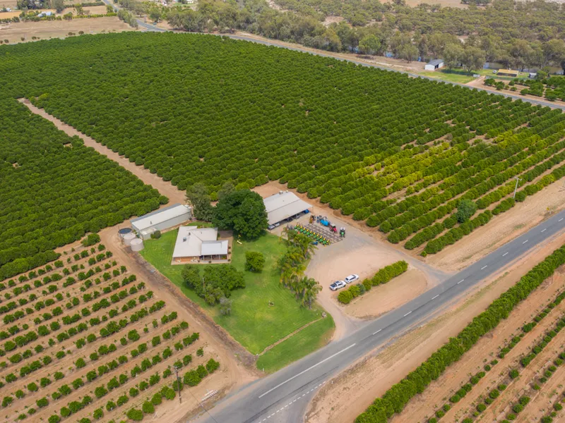 IMMACULATE CITRUS HOLDING - 150 Acres