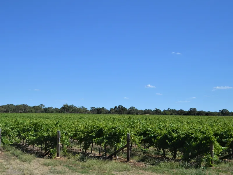 COMMERCIAL VINEYARD AND LIVESTOCK GRAZING