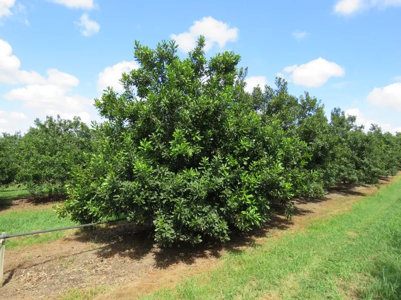 Macadamia Orchard & Grazing - Unlimited Irrigation Water - River Frontage