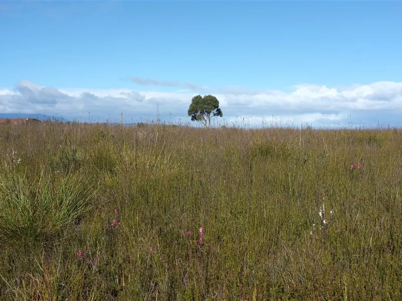 Tranquility and Beauty All In One