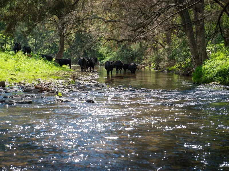 Grazing country with views, creek & lease-back option