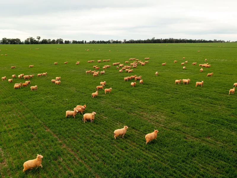 One of Coolamon's finest properties