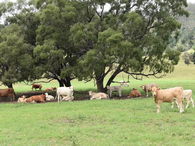 'MOUNT BYRON' - BRISBANE VALLEY.  High Carrying Capacity Cattle Property.