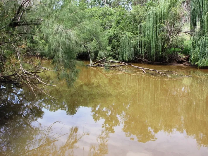 Dorper sheep production & 5kms Macintyre river!.