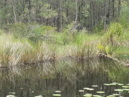 Bushland retreat
