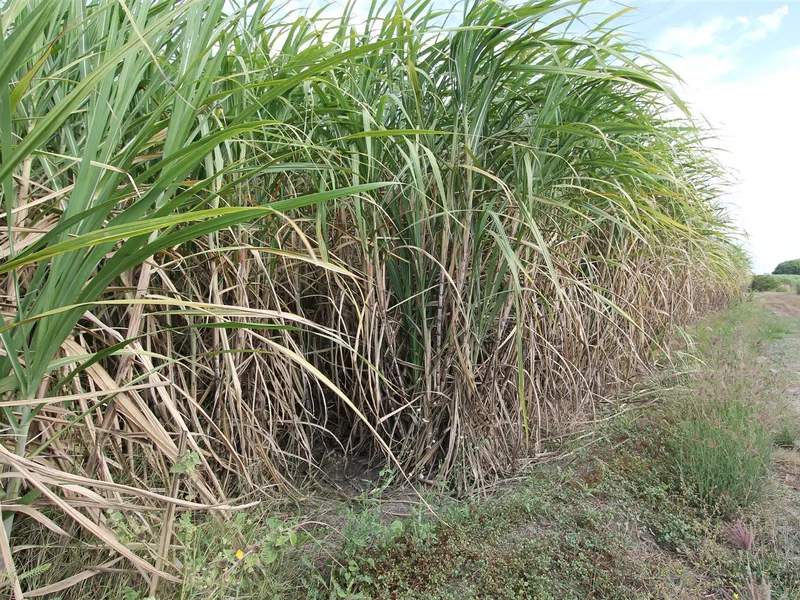Generational Cane Farm Now For Sale